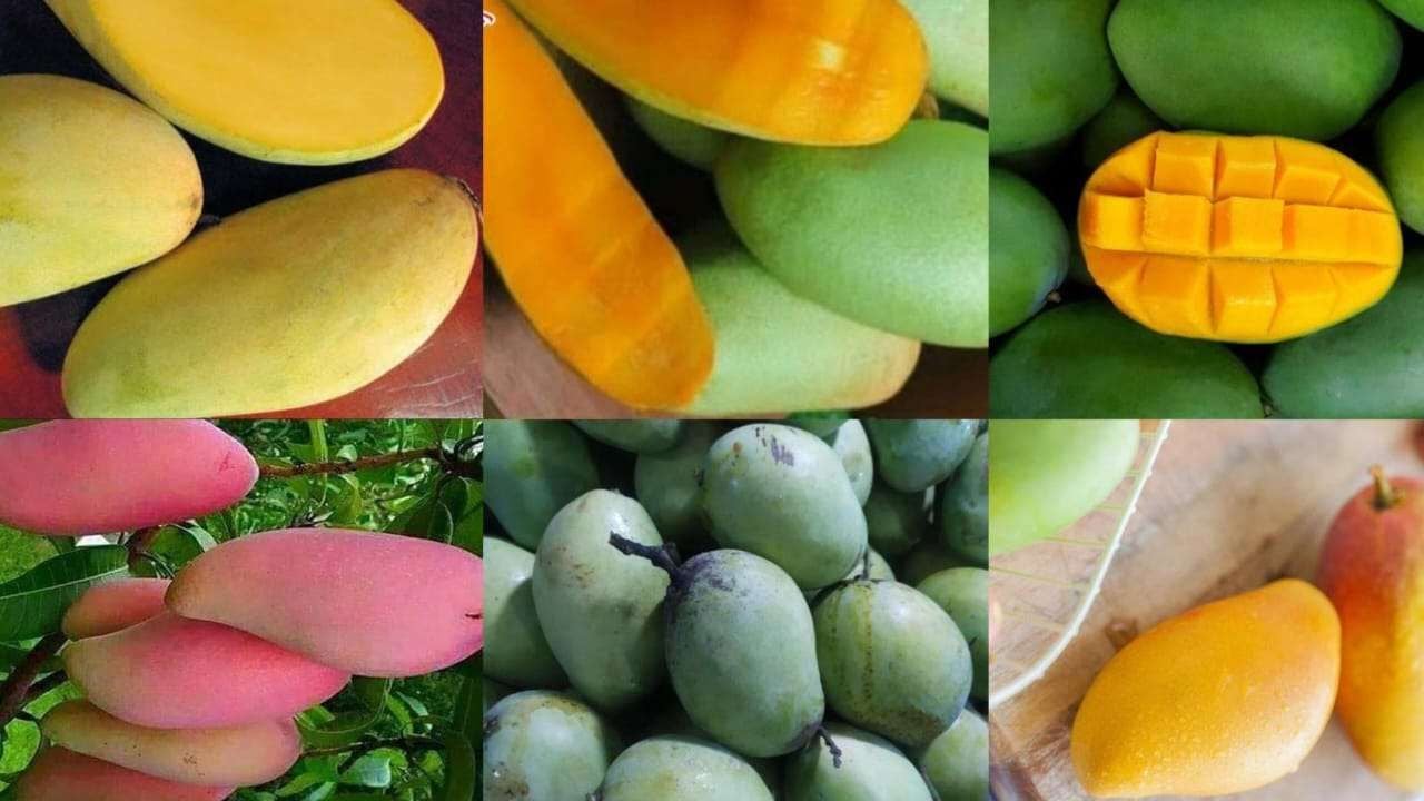 Ilustrasi jenis buah mangga yang populer di Indonesia.