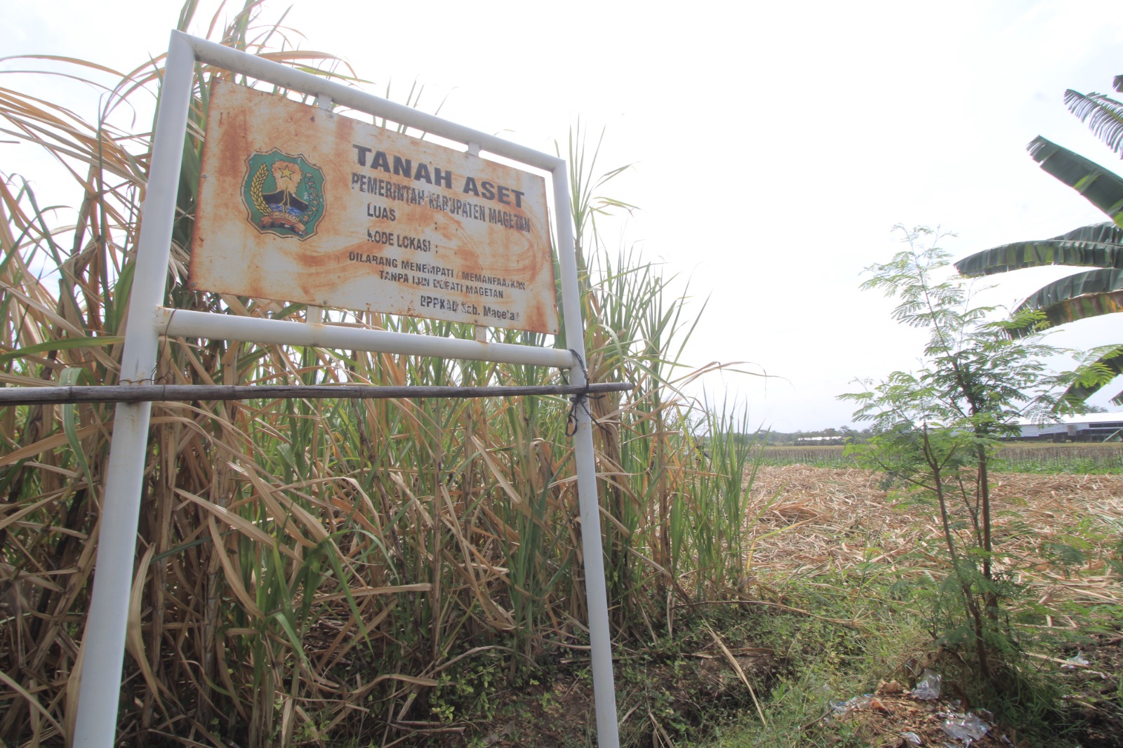 Calon lahan pembangunan Sekolah Rakyat Magetan di Kelurahan Manisrejo, Karangrejo. AJI PUTRA/RADAR MAGETAN