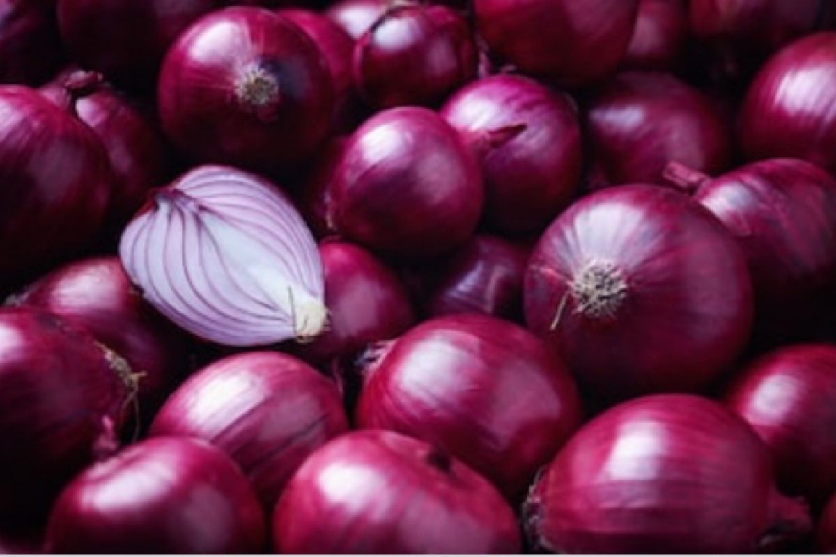 Ilustrasi Bawang merah