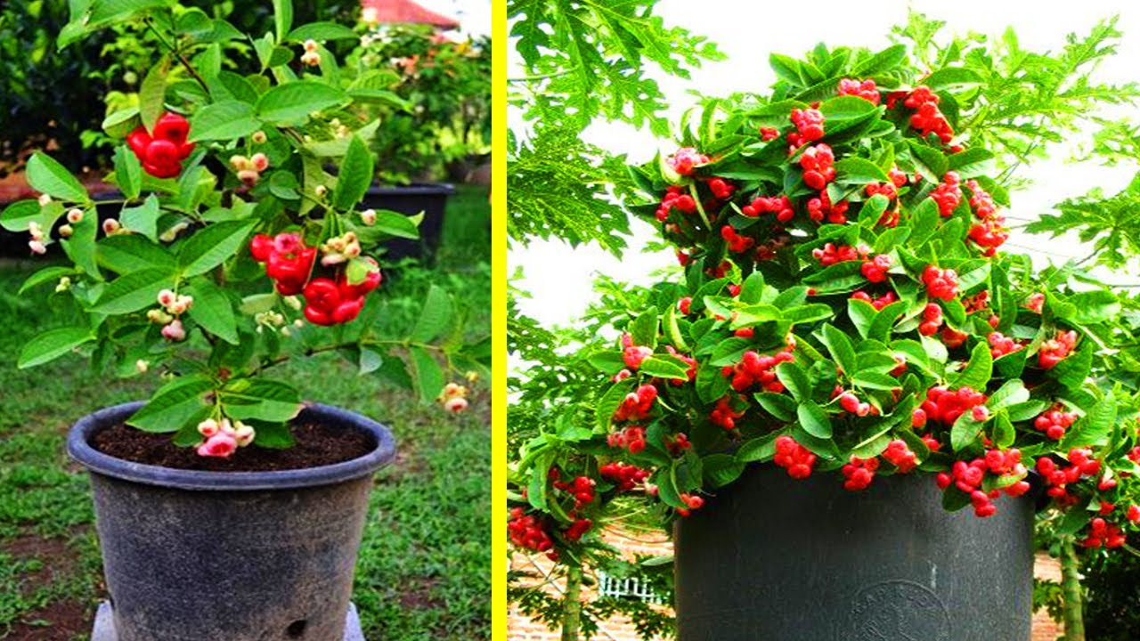 Ilustrasi menanam jambu air di pot dengan buah lebat.
