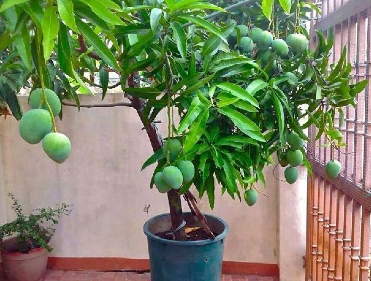 Ilustrasi mangga di pot berbuah lebat.