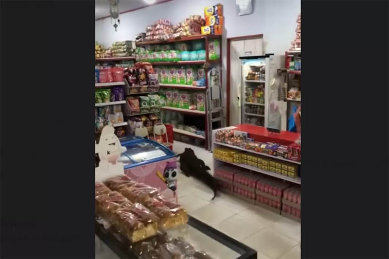 Viral buaya masuk toko kelontong di Maluku.