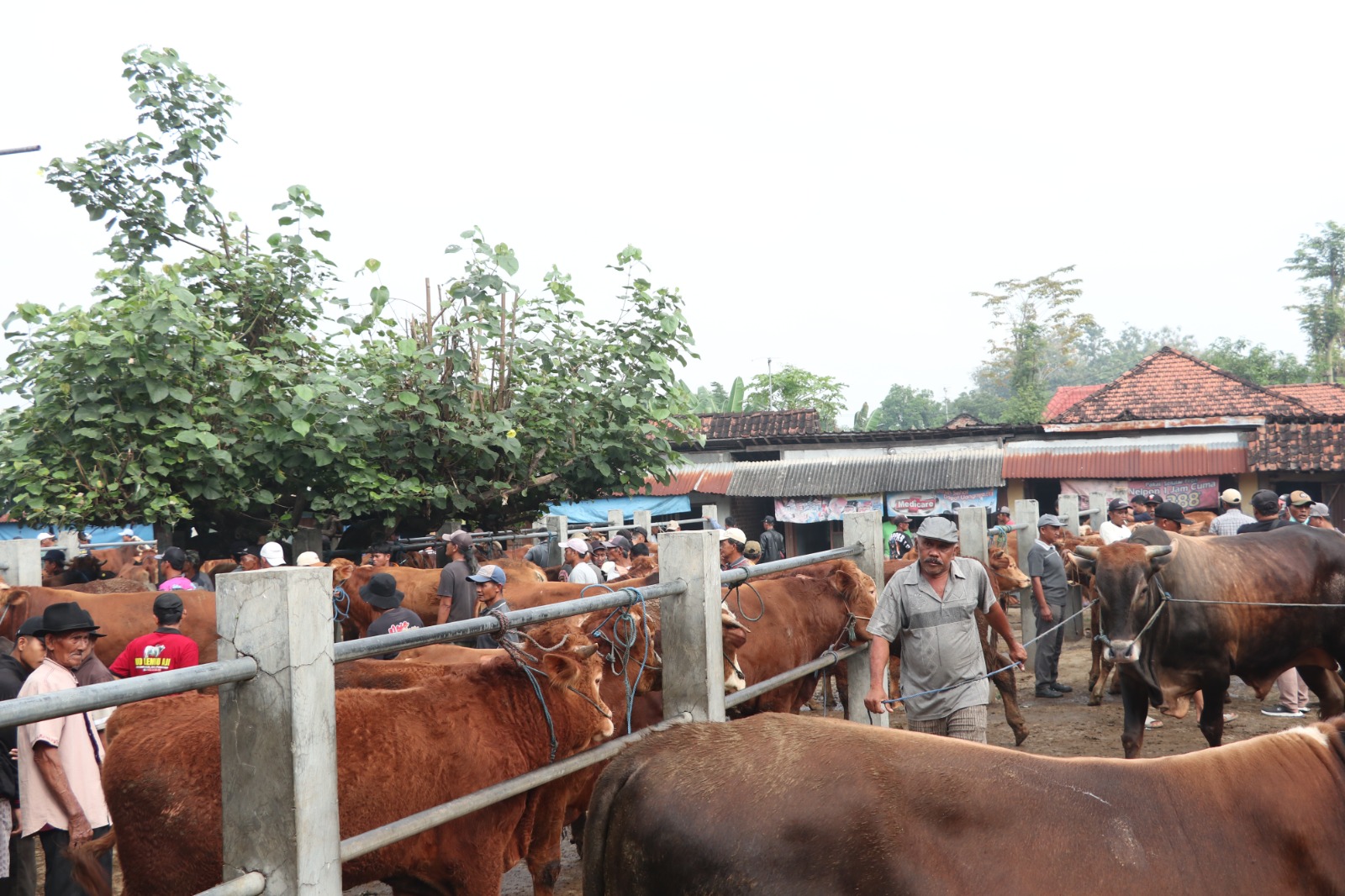 Aktivitas jual beli sapi di Pasar Hewan Jetis, Ponorogo bakal dipindah ke lokasi baru. FOTO: SUGENG DWI N/RADAR PONOROGO