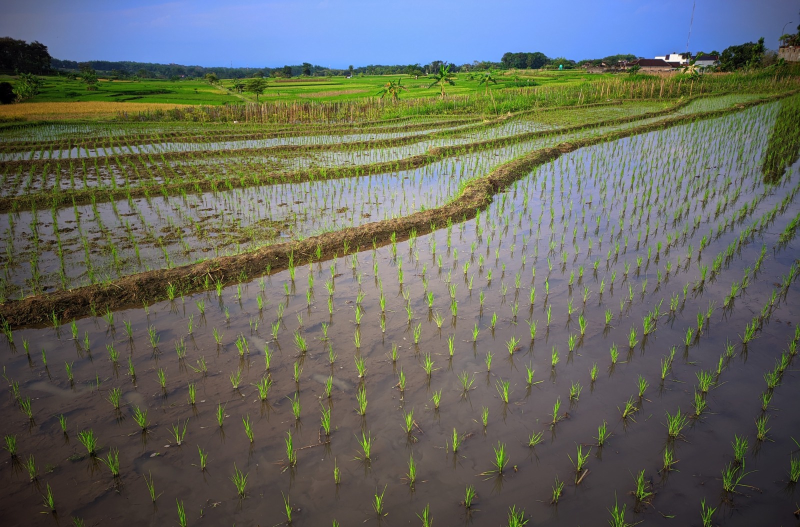 Pemkab Magetan melalui Dinas Tanaman Pangan, Hortikultura, dan Perkebunan (DTPHP) menerima tambahan alokasi pupuk bersubsidi untuk musim tanam tahun ini.