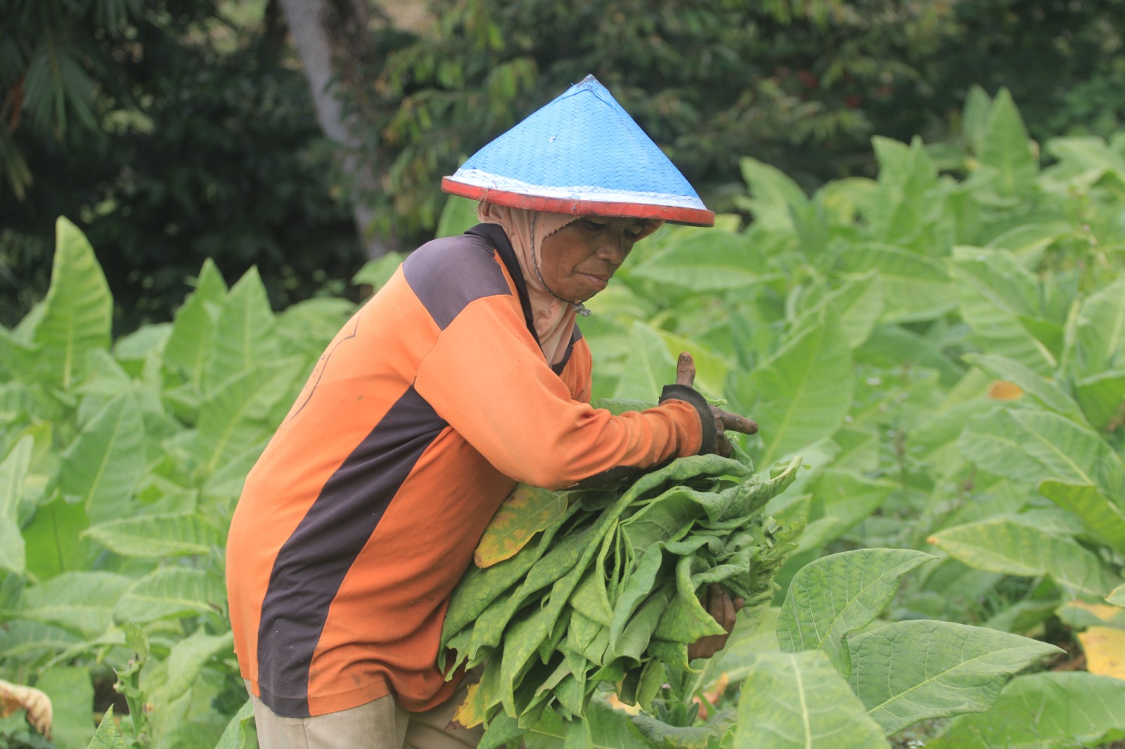 Harga tembakau di Magetan anjlok tajam hingga Rp 3 ribu per kilogram. Petani merugi meski biaya perawatan tinggi. AJI PUTRA/RADAR MAGETAN