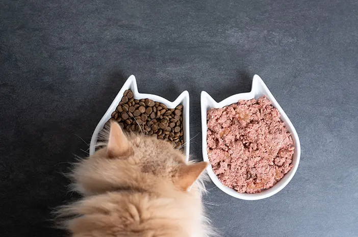 Ilustrasi Makanan Kucing