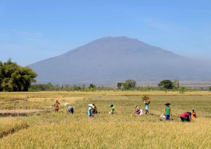 DKPP Ngawi klaim pupuk organik bisa menekan serangan hama tikus di sawah. Urine sapi dan kelinci jadi bahan utama. ASEP SYAEFUL/RADAR NGAWI