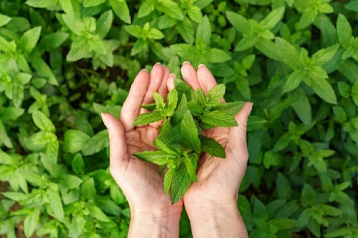 Ilustrasi daun stevia yang bermanfaat untuk kesehatan.