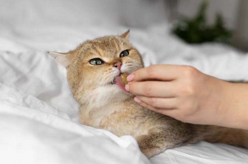 Ilustrasi manfaat minyak ikan untuk kucing.