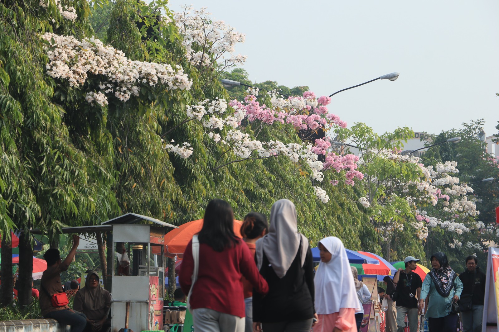 Pohon Tabebuya bermekaran di sepanjang Jalan Suromenggolo (Jalan baru), Ponorogo. SUGENG DWI N./JAWA POS RADAR PONOROGO