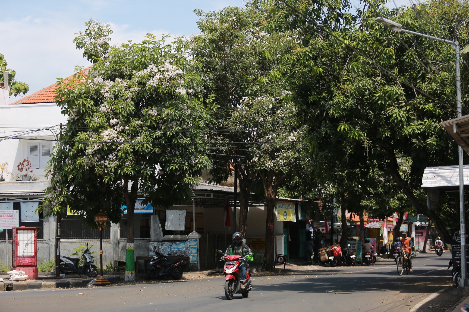 Bunga tabebuya bermekaran di sejumlah jalan Kota Madiun, jadi daya tarik warga dan wisatawan untuk berfoto. BAGAS BIMANTARA/RADAR MADIUN