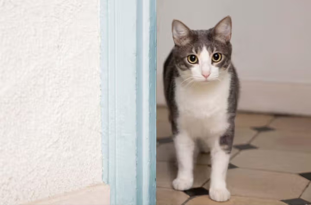 Ilustrasi kucing kencing sembarangan.