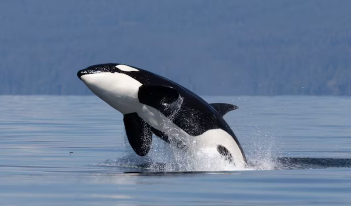 Ilustrasi paus orca.