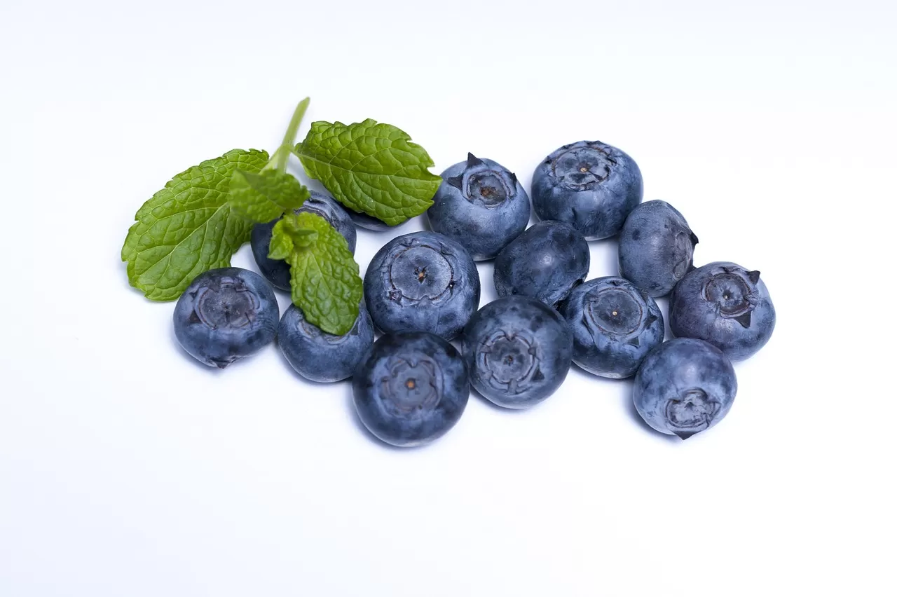 Ilustrasi Blueberry