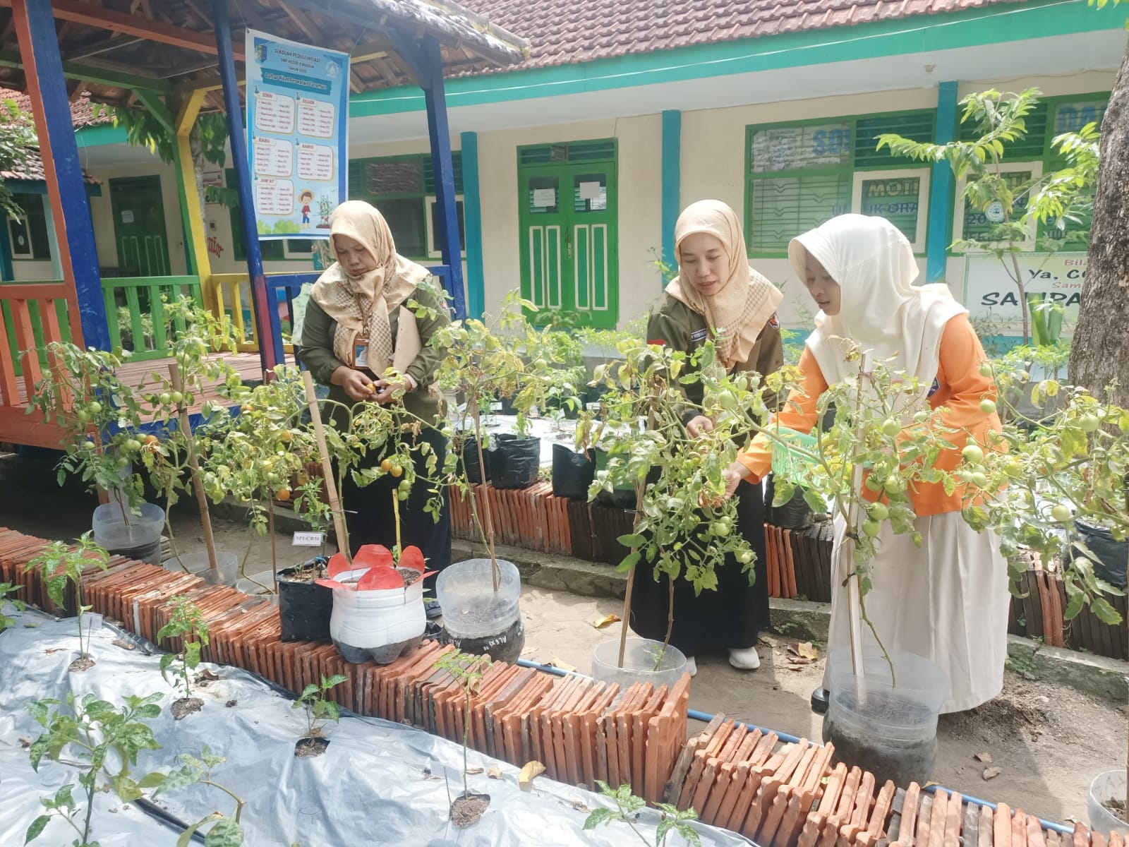 BERBUAH: Sejumlah juri mengamati tanaman tomat program SPI di SMPN 9 Madiun.