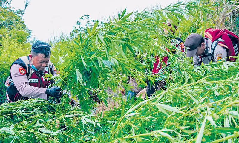 ILUSTRASI FOTO : Petugas tim gabungan menelisik ladang ganja di Dusun Pusung Suwur, Lumajang, tahun lalu.