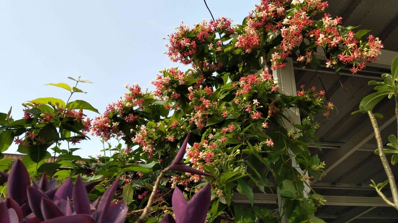 Bunga melati Belanda cocok untuk mempercantik halaman rumah.