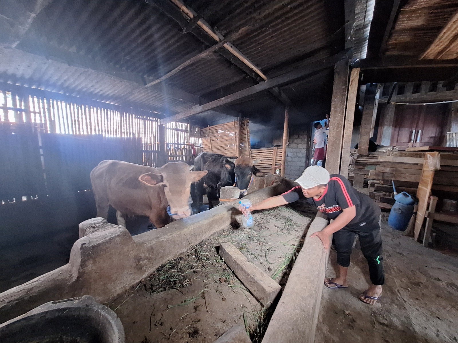 Peternak sapi di Magetan melakukan perawatan dan pengobatan secara tradisional kepada ternak mereka untuk mencegah terinfeksi PMK. AJI PUTRA/JAWA POS RADAR MAGETAN