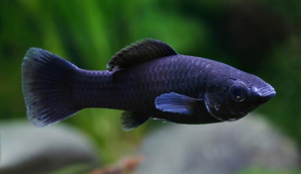 Ikan molly jadi pilihan ikan hias pemula karena tangguh dan mudah dipelihara.