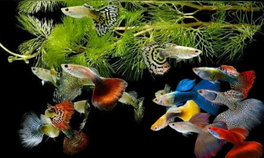 Dengan beragam warna dan corak, guppy bisa mempercantik akuarium sekaligus mudah dipelihara.