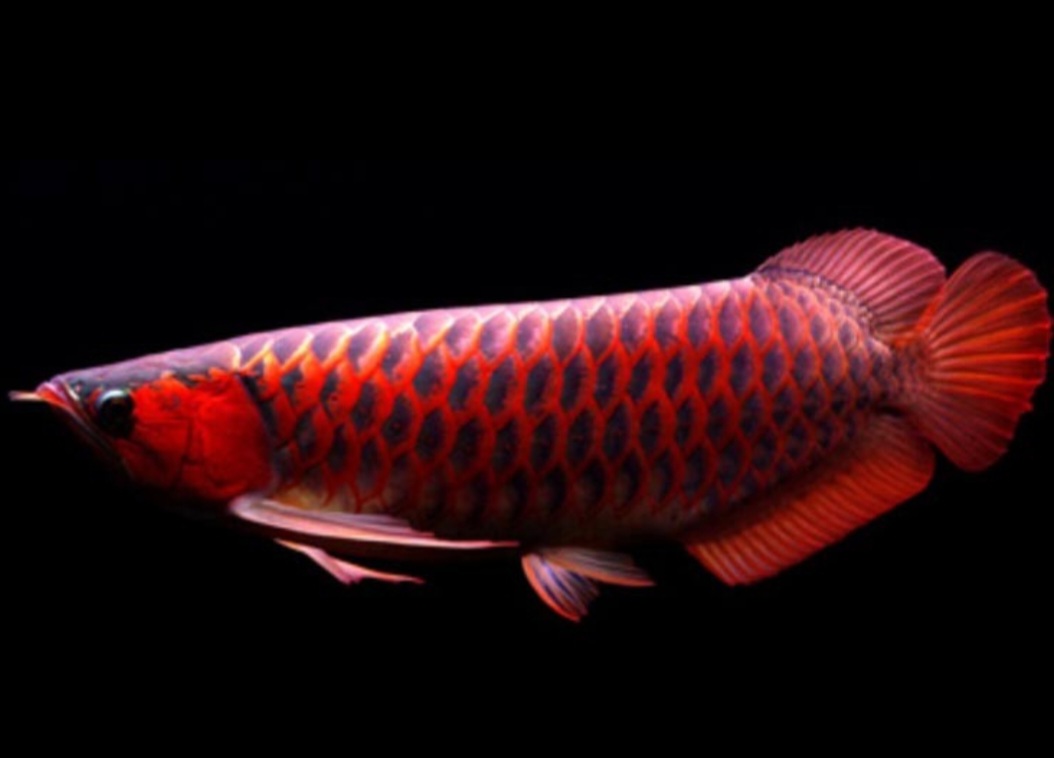 Arwana super red merupakan salah satu ikan hias paling terkenal dari Kalimantan Barat.