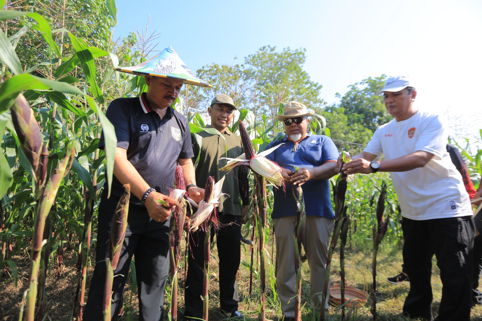 Wali Kota Maidi bersama Kepala DKPP Kota Madiun Totok Sugiarto memanen jagung ungu di Ngrowo Bening sebagai upaya memperkuat ketahanan pangan.