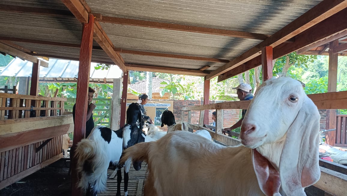 Pemkab Pacitan menyalurkan bantuan ternak senilai Rp 1,6 miliar, termasuk sapi perah, kambing, dan domba untuk kelompok tani. NUR CAHYONO/RADAR PACITAN