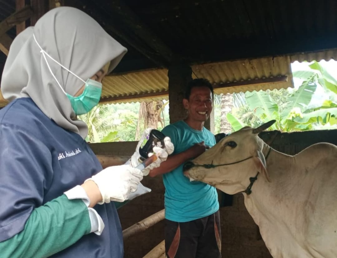 Seorang peternak di Pacitan menunjukkan sapi peliharaannya kepada petugas DKPP setempat. DOK RADAR PACITAN