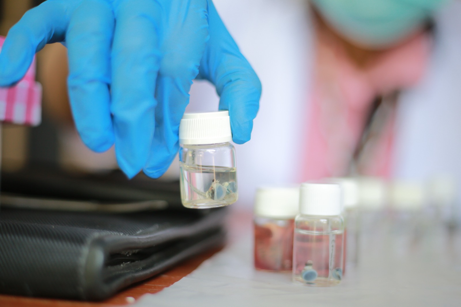 Tim BRIN meneliti tikus hasil tangkapan di Manisrejo untuk mendeteksi potensi penyakit murine thypus di Kota Madiun. BAGAS BIMANTARA/RADAR MADIUN