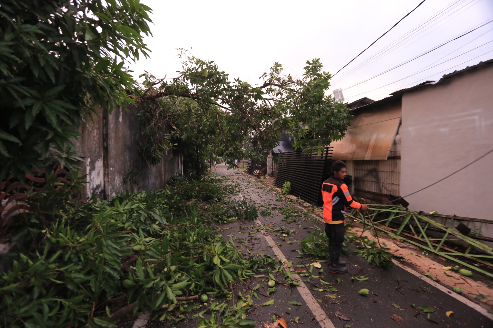 Petugas BPBD Kota Madiun mengevakuasi pohon tumbang akibat hujan dan angin kencang, Jumat (17/10). BAGAS BIMANTARA/JAWA POS RADAR MADIUN