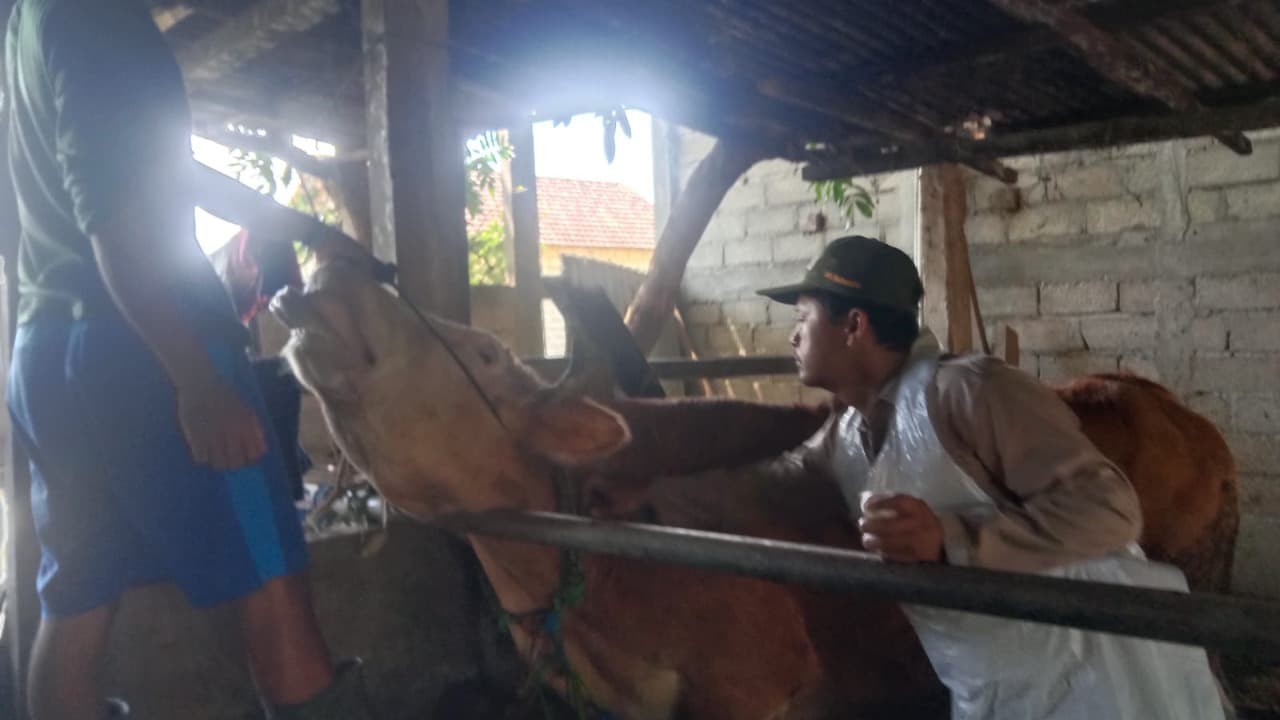 Petugas DKPP Pacitan menggencarkan vaksinasi antraks agar 10 ribu dosis tersalurkan hingga November. FOTO: Dinas Ketahanan Pangan dan Pertanian Pacitan