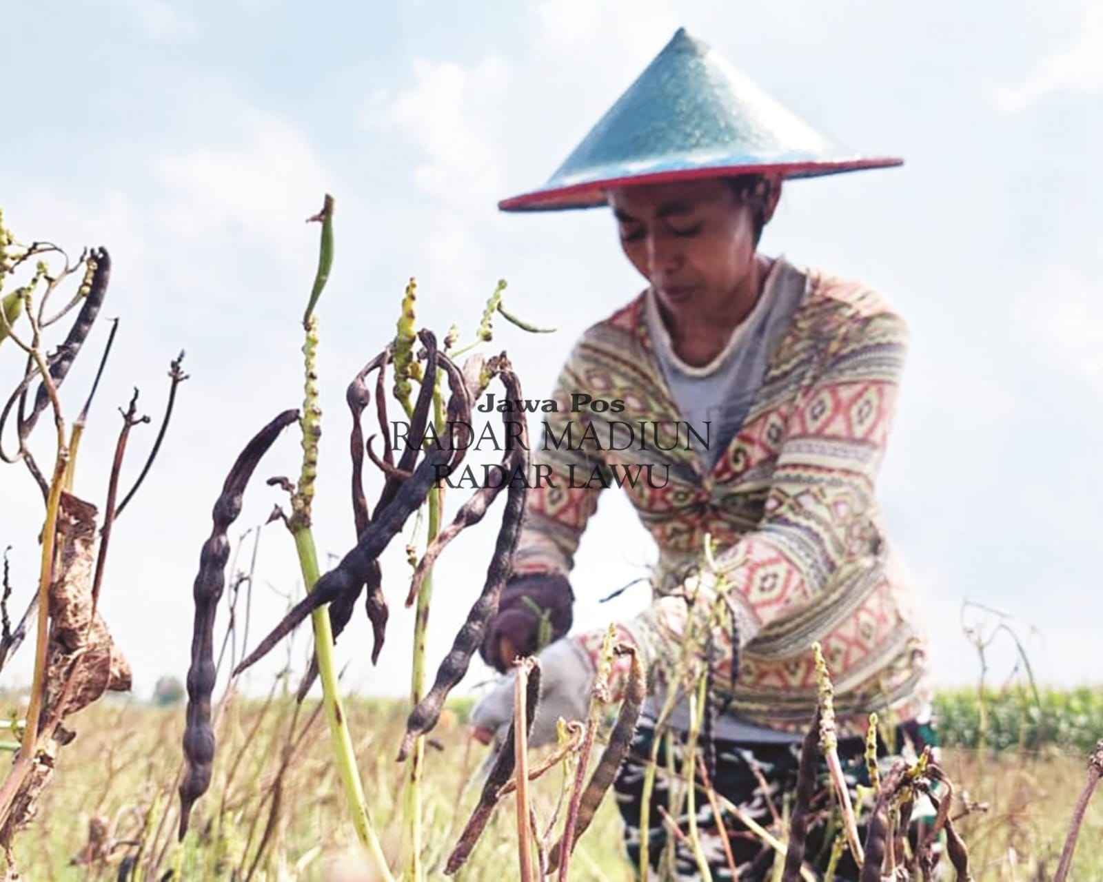 Petani di Desa Buduran, Wonoasri, Madiun, memanen kacang hijau yang kini harganya melonjak hingga Rp22 ribu per kilogram. Foto: Dian Rahayu/Radar Madiun