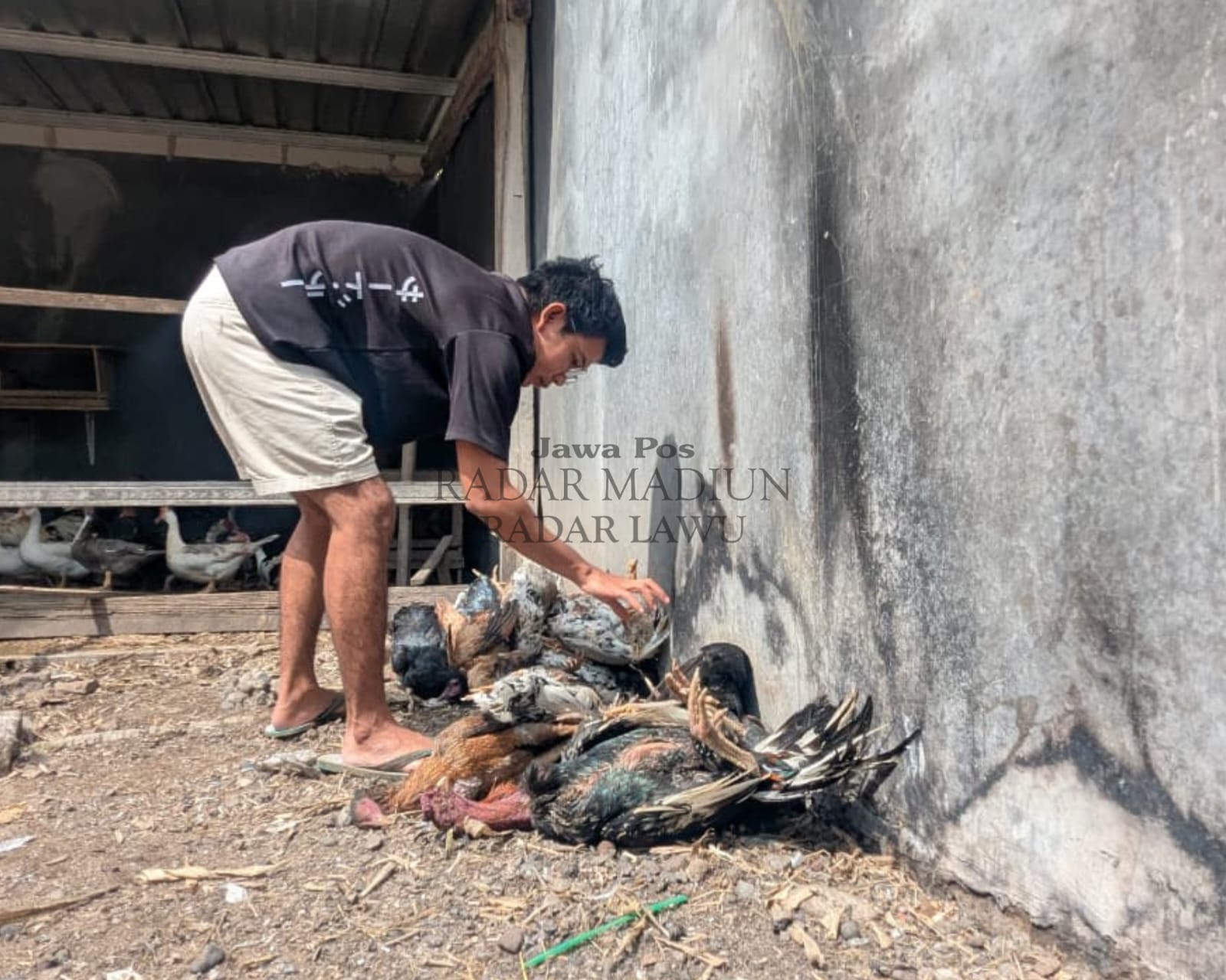 Petugas DKPP Kabupaten Madiun mengambil sampel ayam kampung di Desa Bantengan, Wungu, setelah ditemukan mati mendadak diduga akibat flu burung. DIAN RAHAYU/RADAR MADIUN