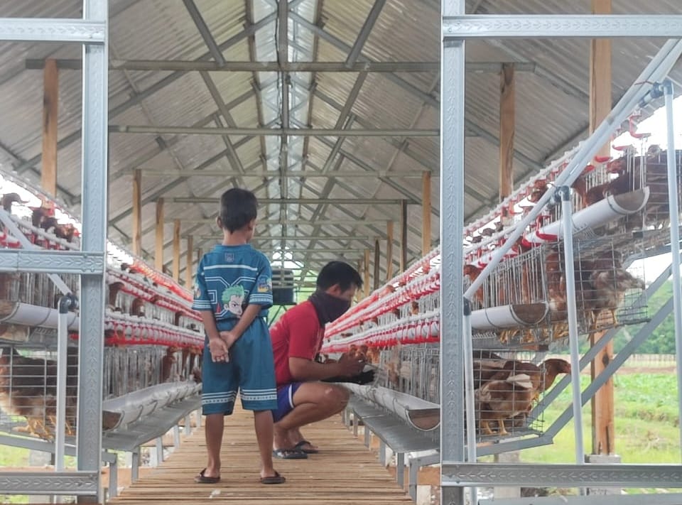 CEK TERNAK: Pekerja peternakan ayam petelur BUMDes Macanan memberi pakan untuk ternak.