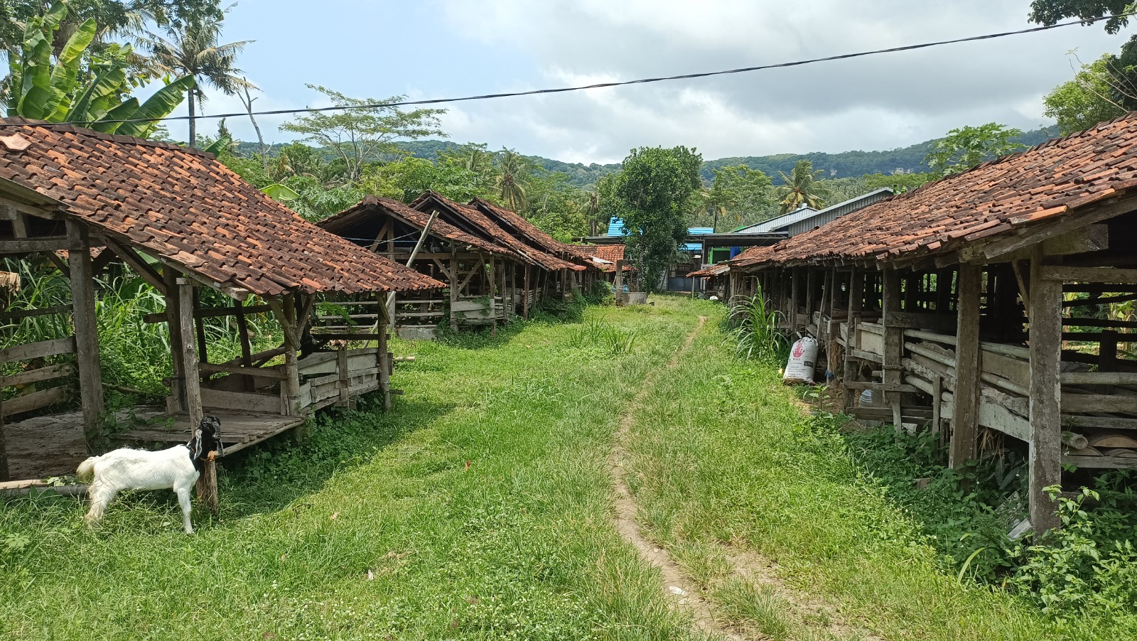Kandang sapi komunal di Kelurahan Sidoharjo, Pacitan, dikosongkan setelah uji tanah menunjukkan hasil positif antraks. NUR CAHYONO/RADAR PACITAN