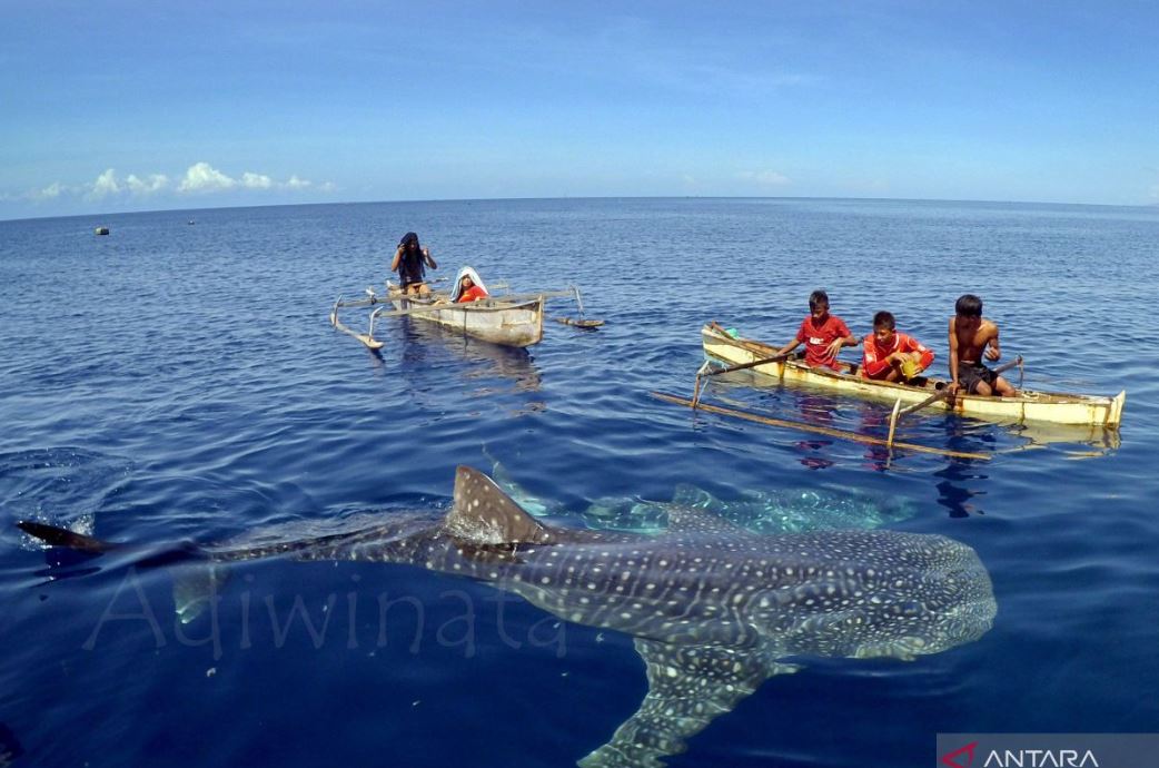 Nikmati sensasi langka berenang bersama hiu paus di Pantai Botubarani, Gorontalo.