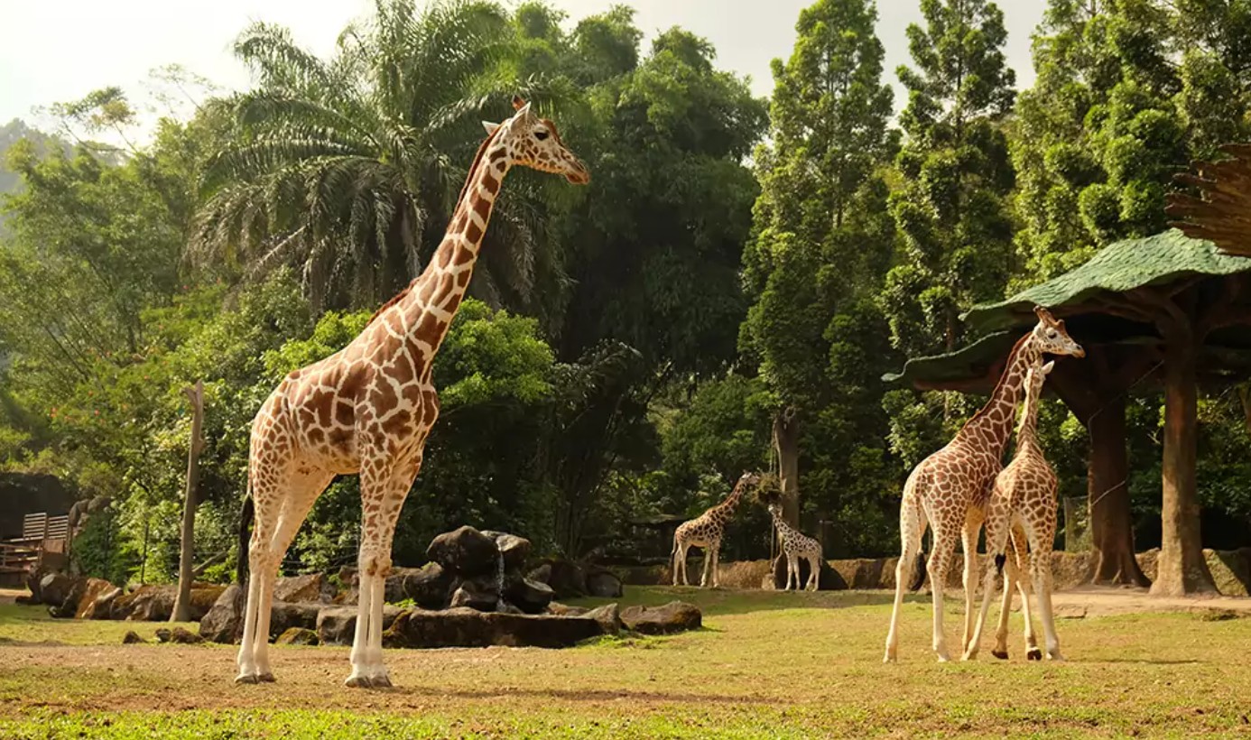 Para satwa di Taman Safari Bogor, Cisarua.