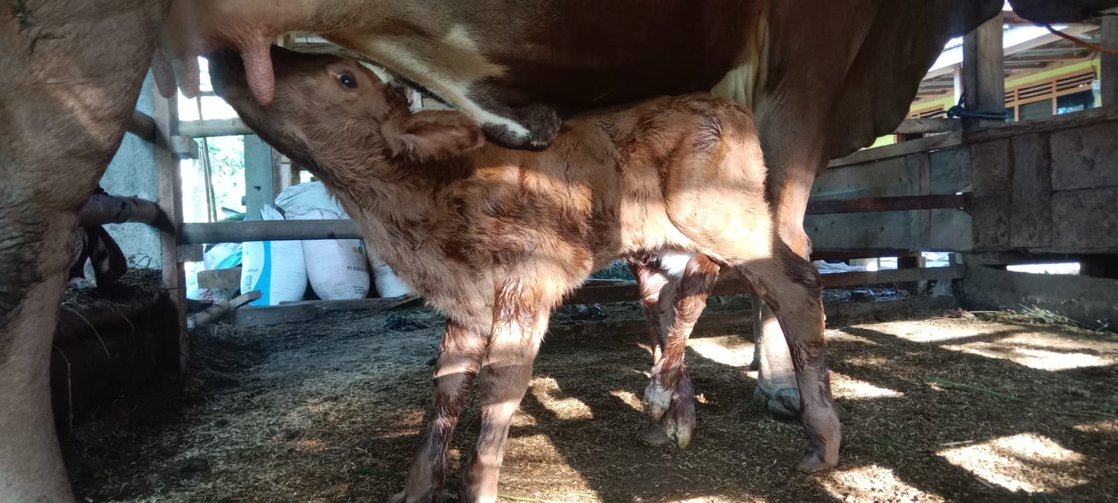 Anak sapi berkaki enam lahir di Desa Pelem, Pringkuku, Pacitan. Petugas DKPP menduga pedet itu awalnya kembar namun gagal terbentuk sempurna. FOTO: DKPP PACITAN