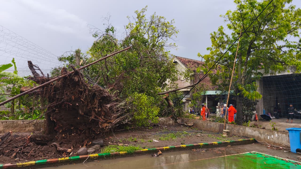 Pohon beringin tua tumbang usai diterjang angin kencang di Kelurahan Brotonegaran, Minggu (2/11). BPBD PONOROGO