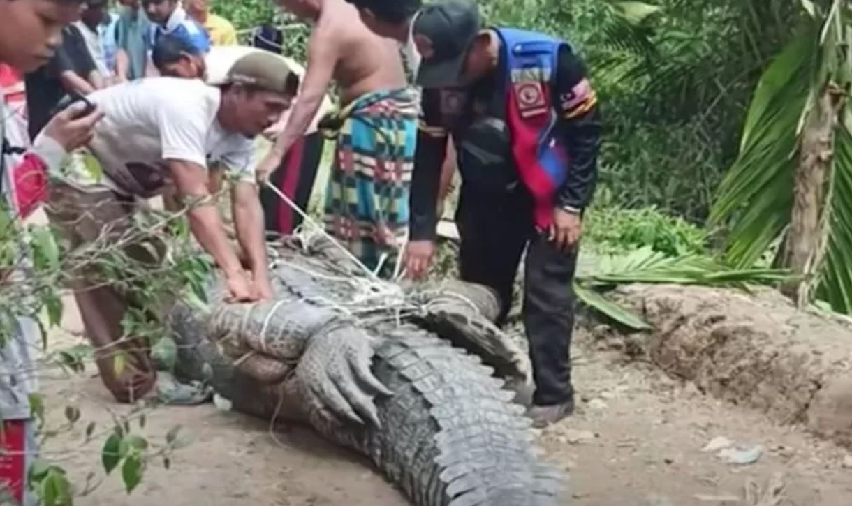 Buaya raksasa sepanjang tujuh meter bikin geger warga Riau. Ditangkap pakai tali dan bambu sebelum dievakuasi BKSDA Riau.