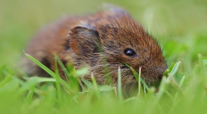 Tikus tak hanya menjadi carrier berbagai virus berbahaya, mereka juga merupakan salah satu hama pertanian yang meresahkan.