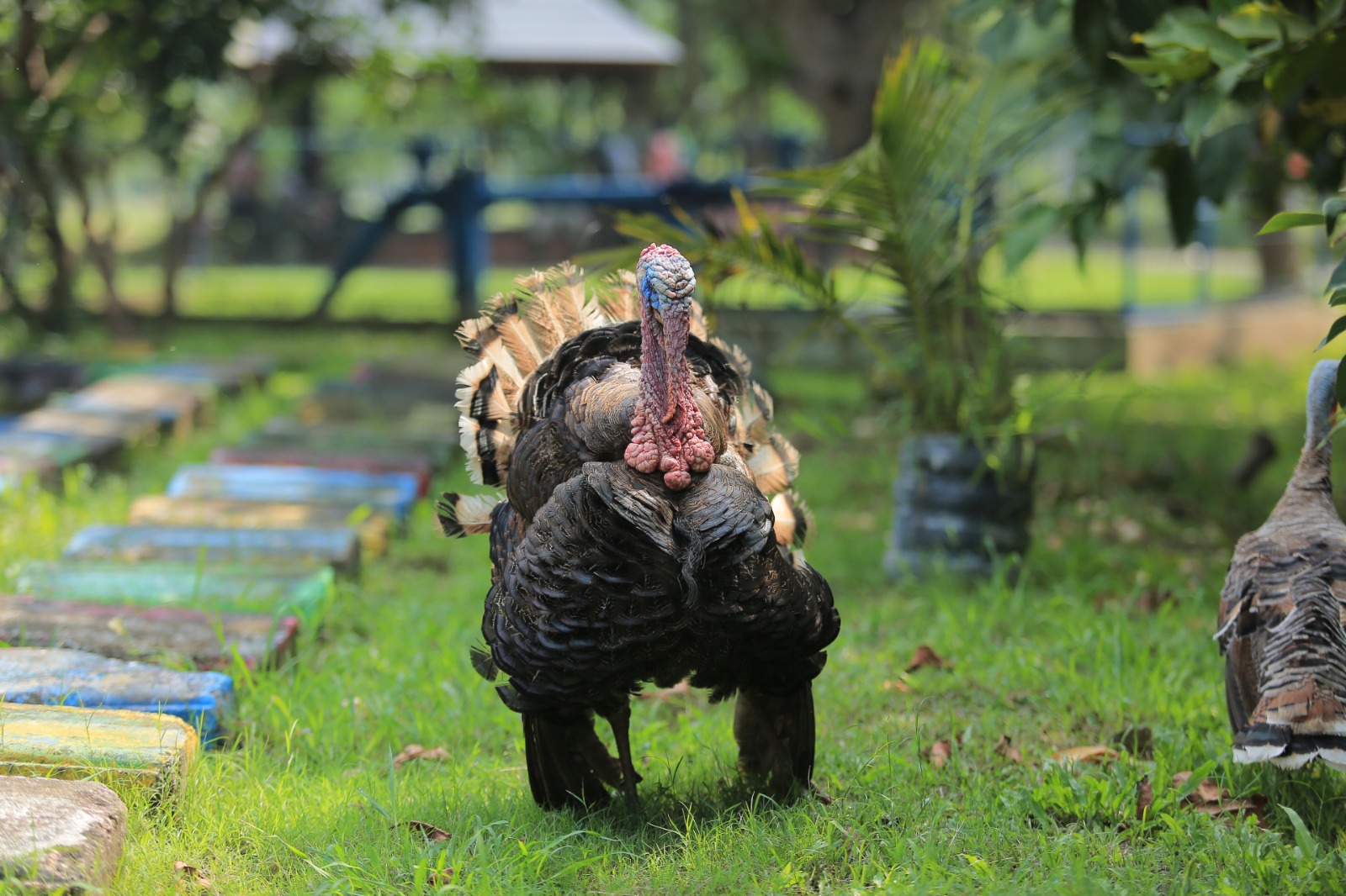 Kawasan Ngrowo Bening akan dijadikan kebun binatang mini dengan satwa asal Australia. BAGAS BIMANTARA/JAWA POS RADAR MADIUN