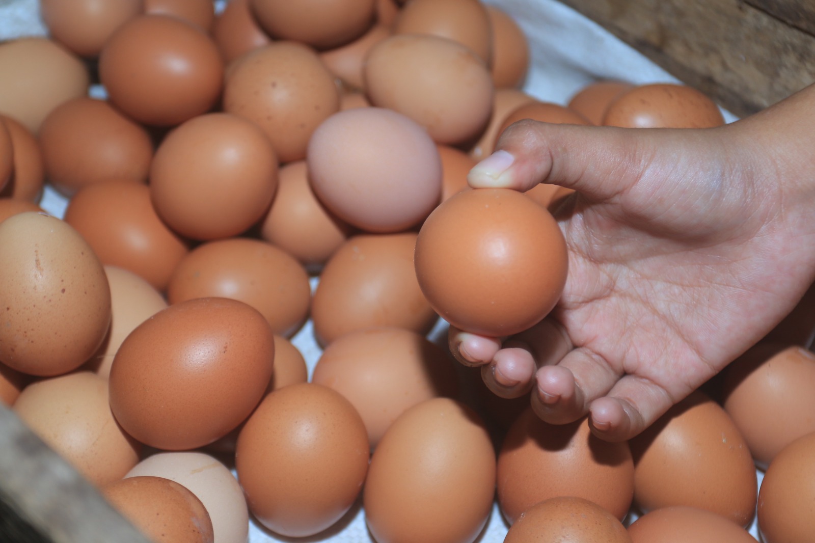 Harga telur ayam ras dan cabai merah menjadi komoditas utama pendorong inflasi Oktober di Kota Madiun. BAGAS BIMANTARA/JAWA POS RADAR MADIUN