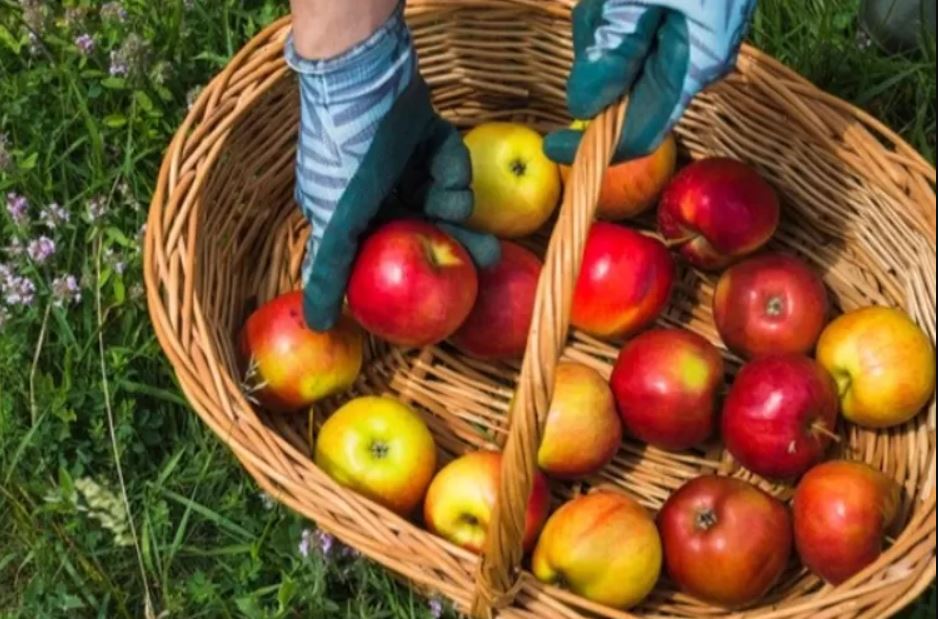 Liburan seru sekaligus belajar menanam dan memetik buah langsung dari kebunnya di Klaten, kota dengan sejuta pesona alam segar.