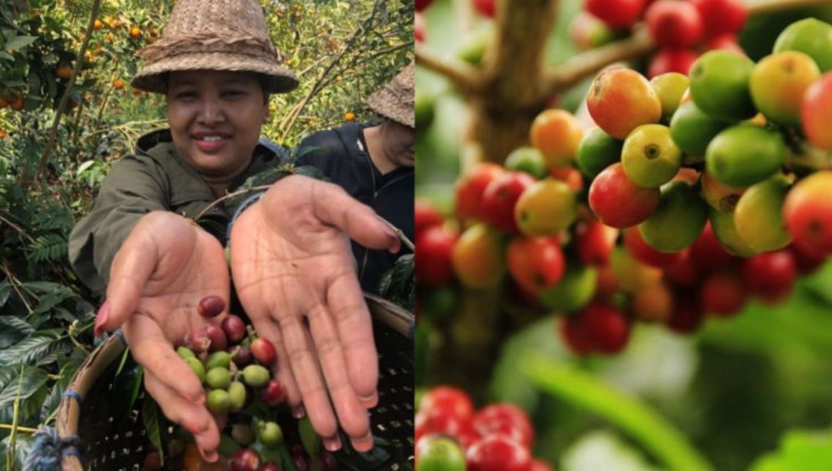 Dari tanah vulkanik hingga aroma kopi di udara, Kintamani menawarkan pengalaman wisata rasa, budaya, dan keindahan alam dalam satu perjalanan.
