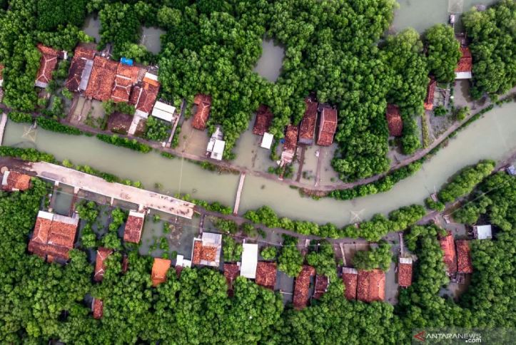 Hutan Mangrove Morosari Sayung, wisata di Demak.