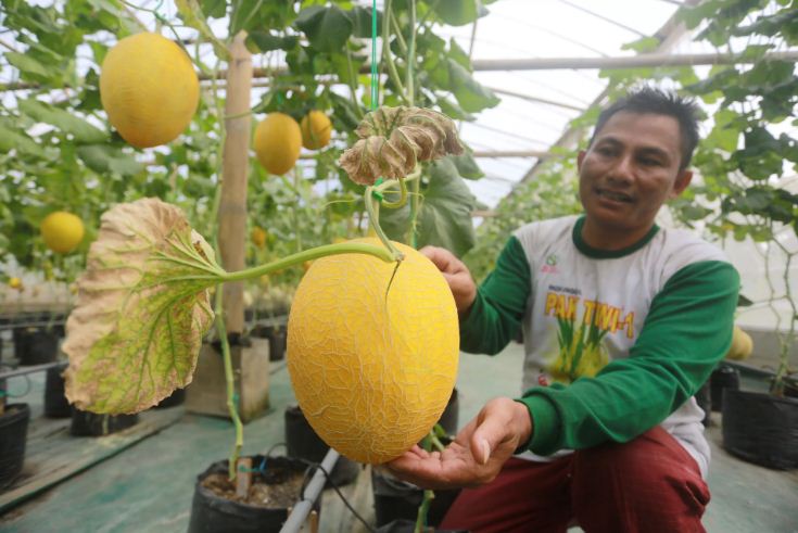 Petik buah salah satu keunggulan wisata Ngrowo Bening Edu Park Madiun.