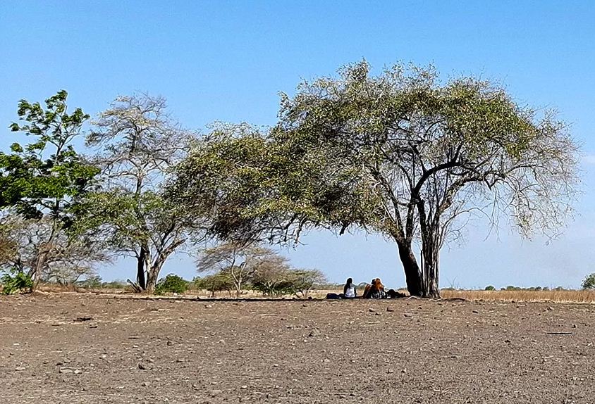 Savana Bekol Taman Nasional Baluran yang teduh.