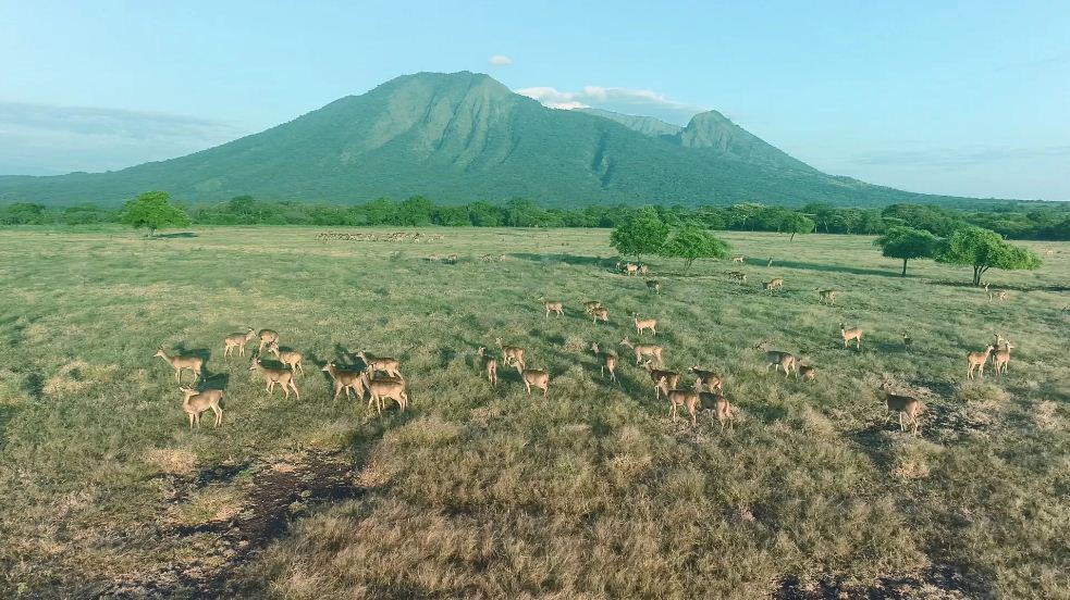 Pemandangan Taman Nasional Baluran dengan savana dan satwa liarnya.