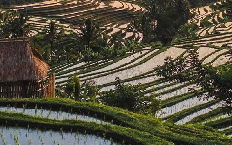 Ilustrasi desa wisata eco-living.